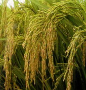 ধানের রোগ বালাই সমন্ধে