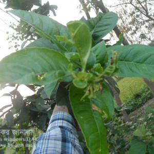 লেবুর মাকড়