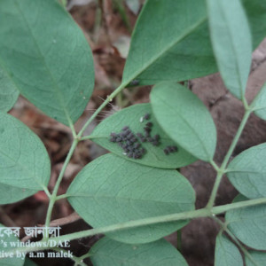 সজিনার জাবপোকা বা এফিড