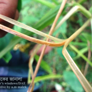 আদার গাছ ছিদ্রকারি পোকা