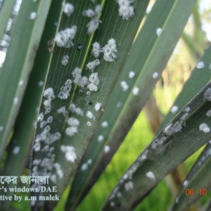 খেজুরের স্কেল বা খোসা পোকা