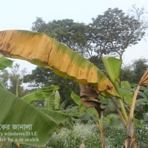 কলার পানামা রোগ