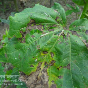 ঢেঁড়শের পাতার দাগ রোগ