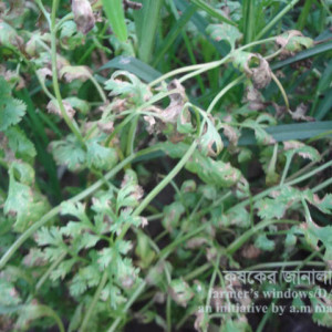 ধনিয়া পাতার দাগ রোগ