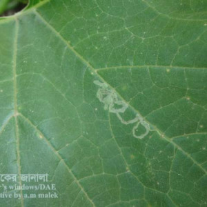 স্কোয়াশের পাতা সুড়ঙ্গকারী পোকা