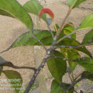 জলপাইয়ের খোসা পোকা